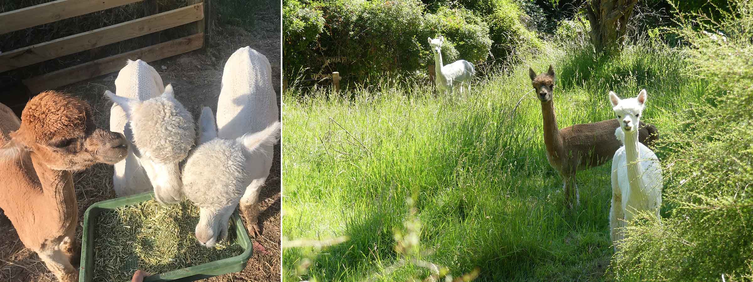 Alpacas