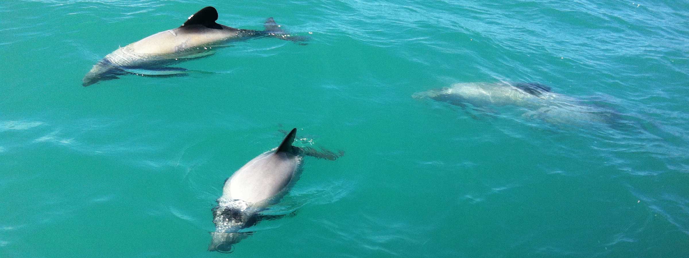 Dolphins